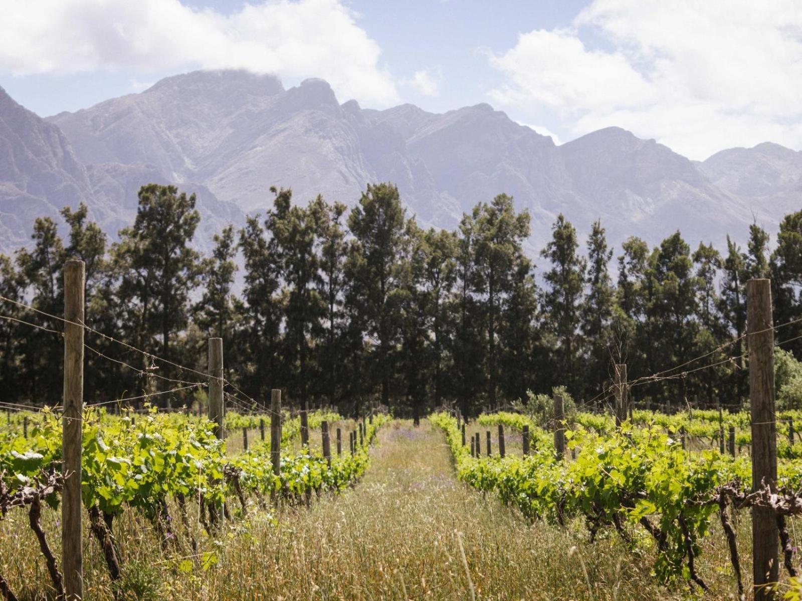 Duikersdrift Winelands Country Escape Hotel Tulbagh Eksteriør billede